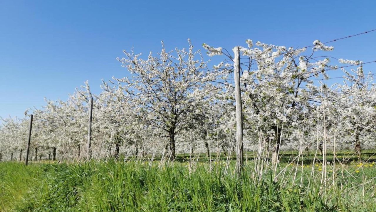 AreaSummer5KM AreaSummer5KM